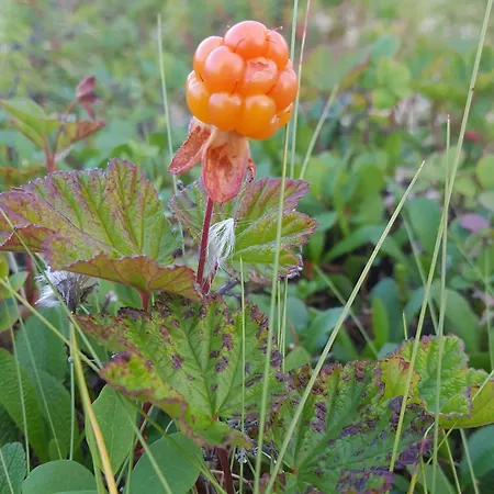 Grasbakken Panorama * Varangerbotn
