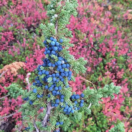 아파트 Grasbakken Panorama *