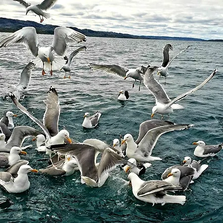 Grasbakken Panorama 公寓