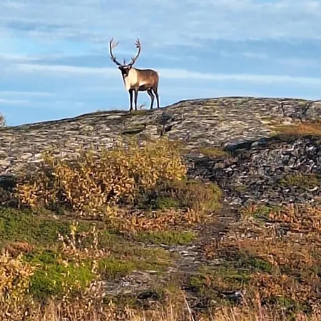 Grasbakken Panorama 公寓